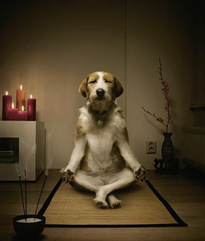 zen dog