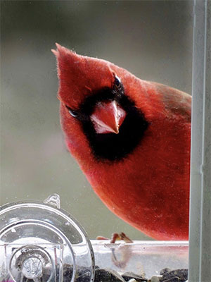 red cardinal