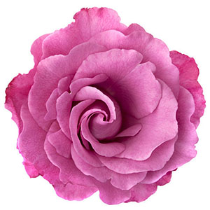 Image of a Lavender Rose