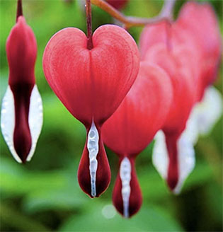 bleeding heart flowers