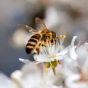 bee